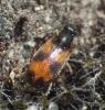Anthicus sp.
